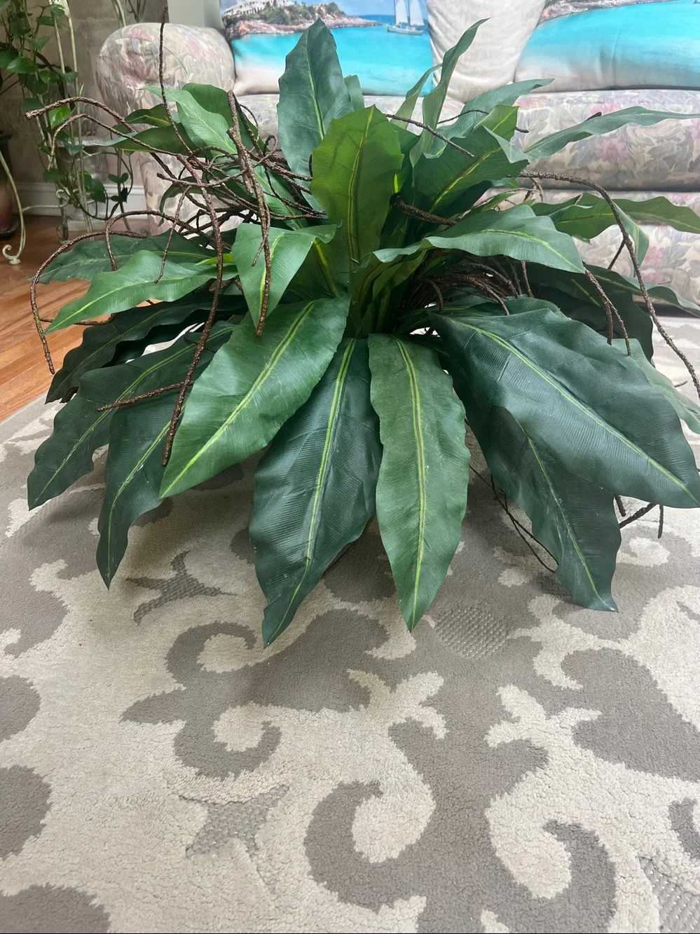 Artificial Bird's Nest Fern (Asplenium nidus) featuring wide, strap-like fronds